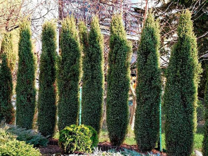 Можжевельник обыкновенный Арнольд