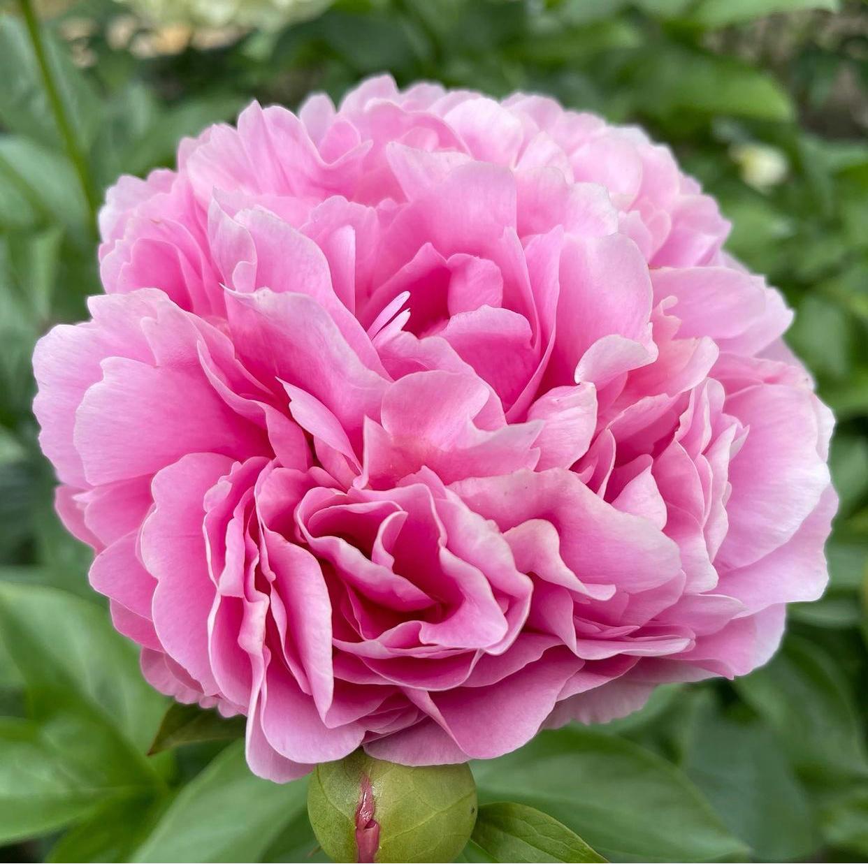 Гибрид Кетис Тач