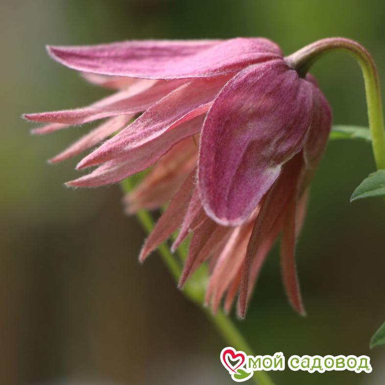 Клематис Пинк Сюрпрайз